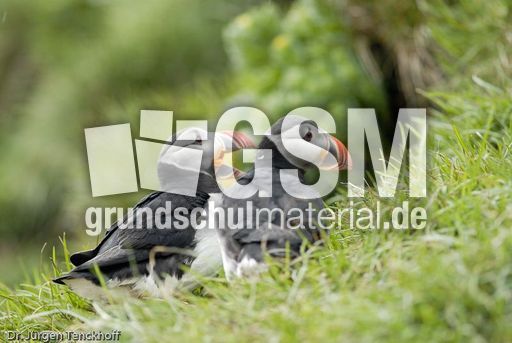 Papageitaucher (7 von 20).jpg